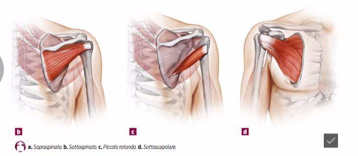 Cuffia dei rotatori Sovraspinato, sottospinato, piccolo