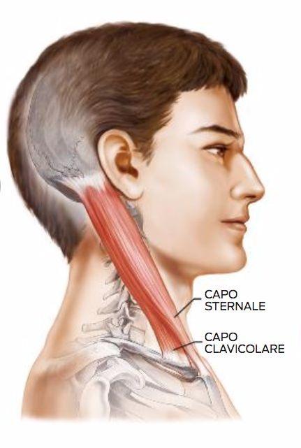 Lo sternocleidomastoideo Origine: il capo piatto dal primo terzo mediale della clavicola, il capo esile dal manubrio dello sterno Inserzione: dietro le orecchie sul processo