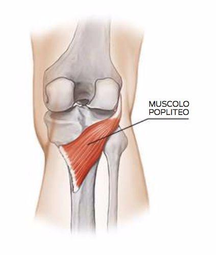 Popliteo Origine: Epicondilo laterale del femore Inserzione: Condilo mediale