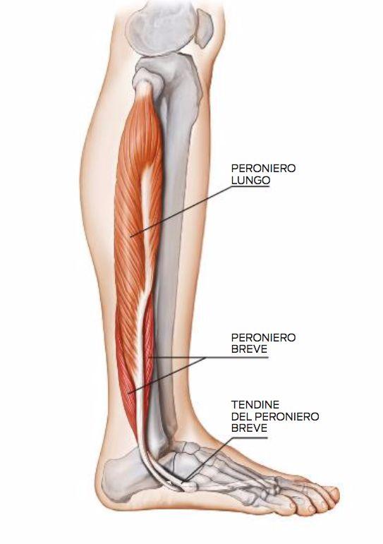 Peroniero lungo e breve Origine: Estremità superiore del perone (lungo); terzo inferiore del perone (breve) Inserzione: Base