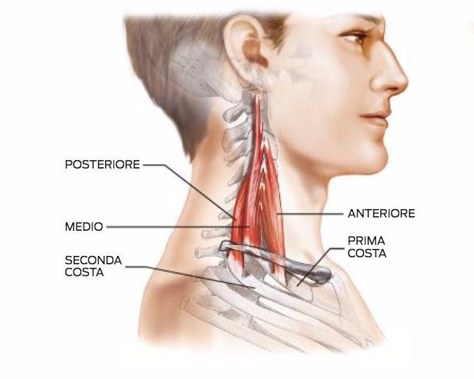 Gli scaleni (anteriore, medio e posteriore) Origine: Processi trasversi delle vertebre cervicali (C2-C7) Inserzione: Prima costola (scaleno anteriore e medio),