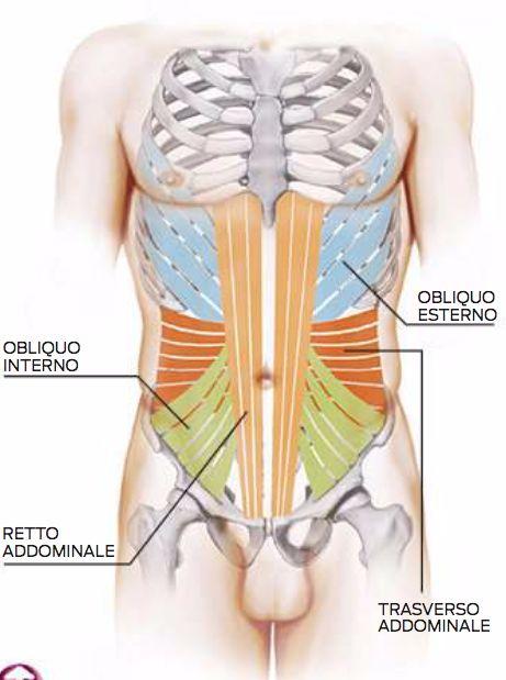 Obliquo esterno 3.