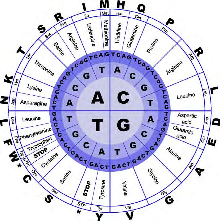 4. PROTEINE Le proteine sono macromolecole composte da tanti mattoncini