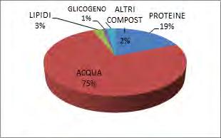 MUSCOLO SCHELETRICO:COMPOSIZIONE CHIMICA Chimicamente i muscoli sono costituiti soprattutto da ACQUA e PROTEINE.