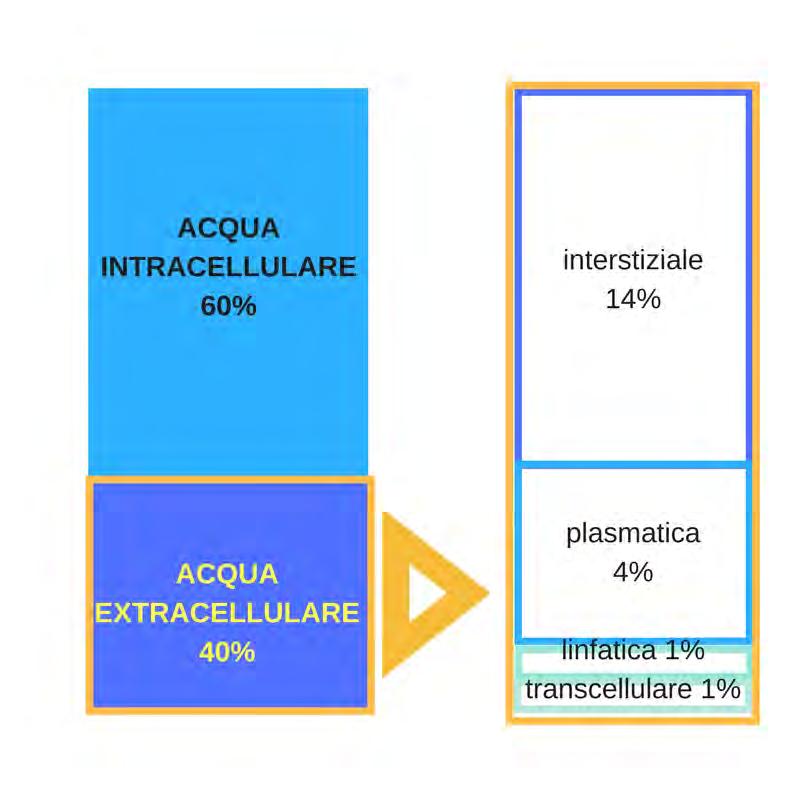 Essendo il costituente principale della cellula, è anche un indicatore della massa metabolicamente attiva dell'organismo. 2.