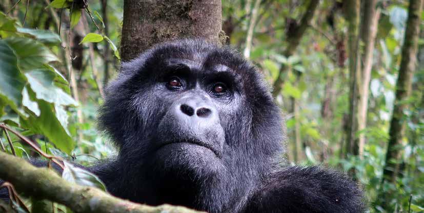 WILD UGANDA Trekking con Workshop Fotografico tra Gorilla e Scimpanzè DAL 7 al 16 GENNAIO 2018 10 GIORNI DI WORKSHOP FOTOGRAFICO.