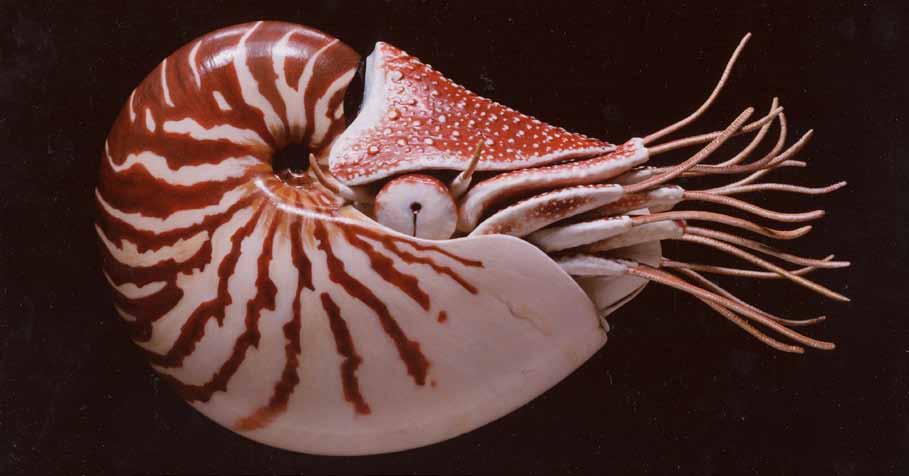 Nautilus macromphalus.