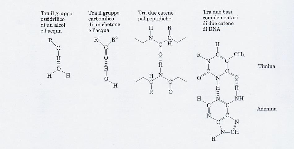 Cooperatività dei legami a idrogeno Esempi