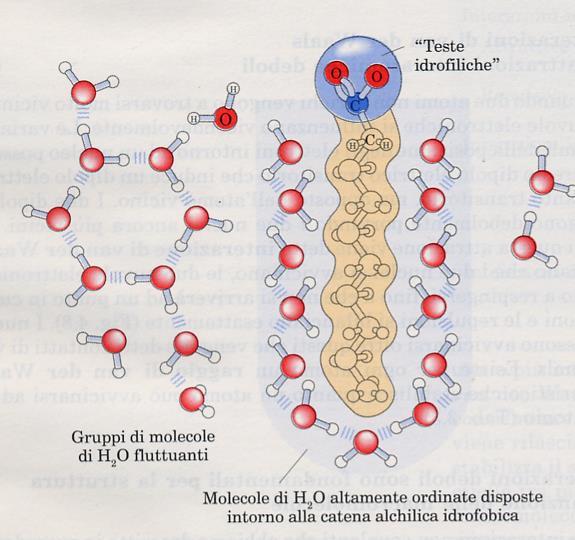 Interazioni idrofobiche Molte molecole biologiche contengono