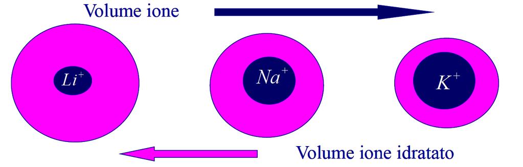 Volume ionico idratato La mobilità di un catione in acqua diminuisce all aumentare del suo diametro: Un catione idrato più grande come il Na+ si