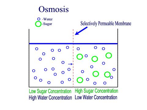 Gli organismi viventi e le proprietà colligative Pressione osmotica: riveste la maggiore importanza per gli organismi viventi L Osmosi è un processo spontaneo e passivo.