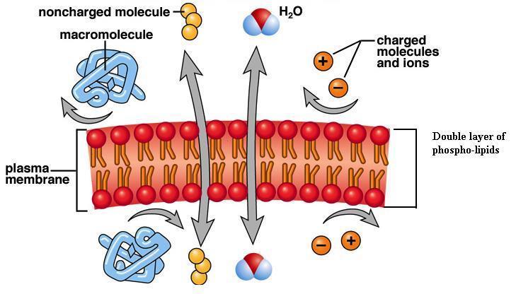 L acqua attraversa la membrana semipermeabile per diffusione libera o attraverso proteine transmembrana : le Acquaporine Le acquaporine facilitano il flusso molto veloce delle molecole d'acqua