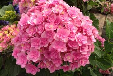 «Roseum» Magnifica ed elegante fioritura estiva con fiori grandi fino a 20 cm, leggermente profumati; bel