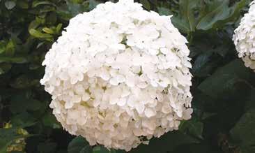 I suoi fiori raggiungono facilmente i 20 cm di diametro e sono di color bianco puro. Alta e larga metri 2,50.