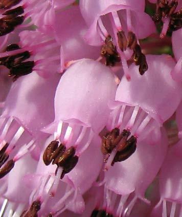 Fiore Ericaceae Androceo L androceo costituito da 8-10 stami, ridotti