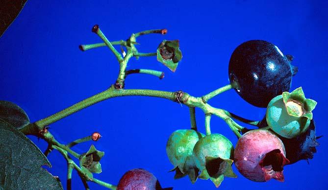 Frutto Frutto a capsula