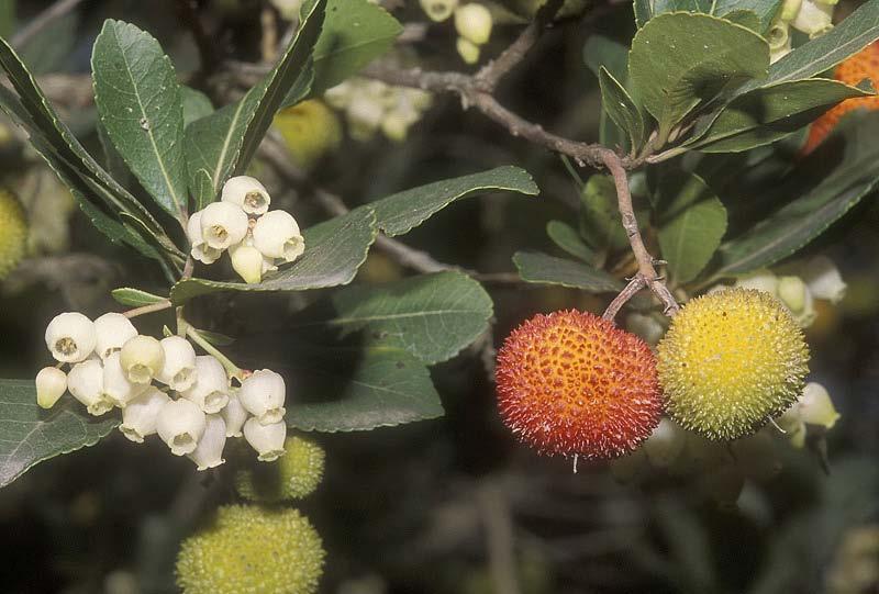 Ericaceae Vaccinium