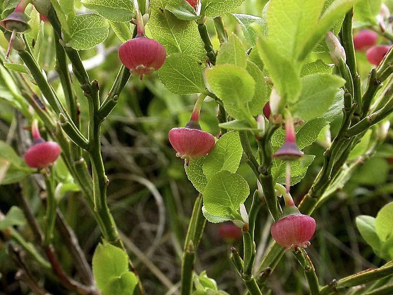 Vaccinium