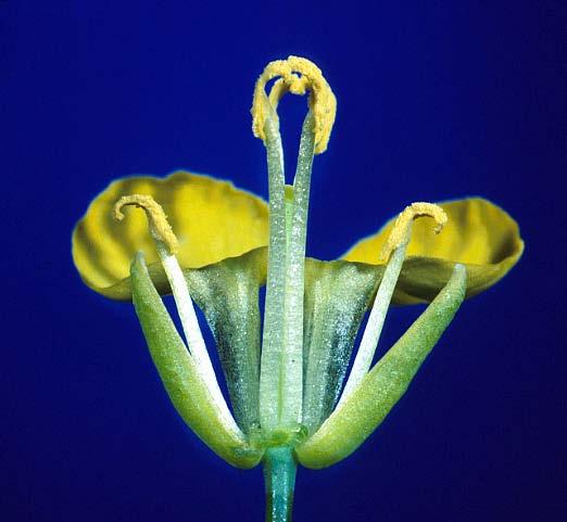 Fiore Androceo Stami (2-)6, o, tutti ± della stessa lunghezza o i 2