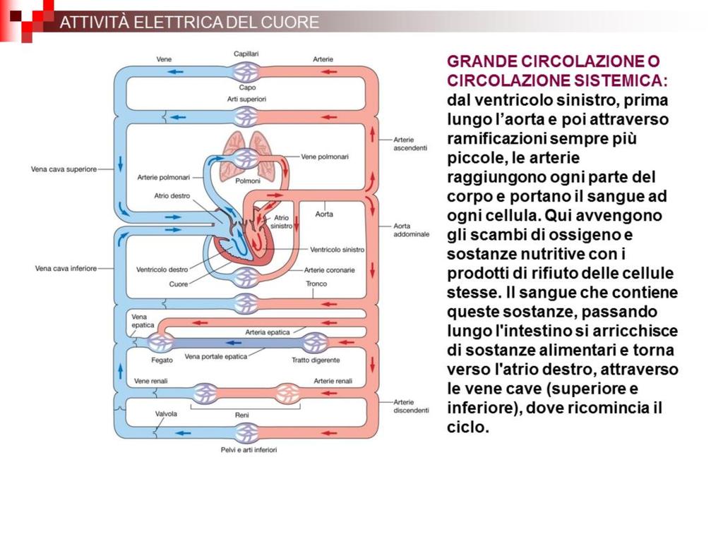 L atrio destro riceve il sangue venoso dalle vene cave, superiore ed inferiore.