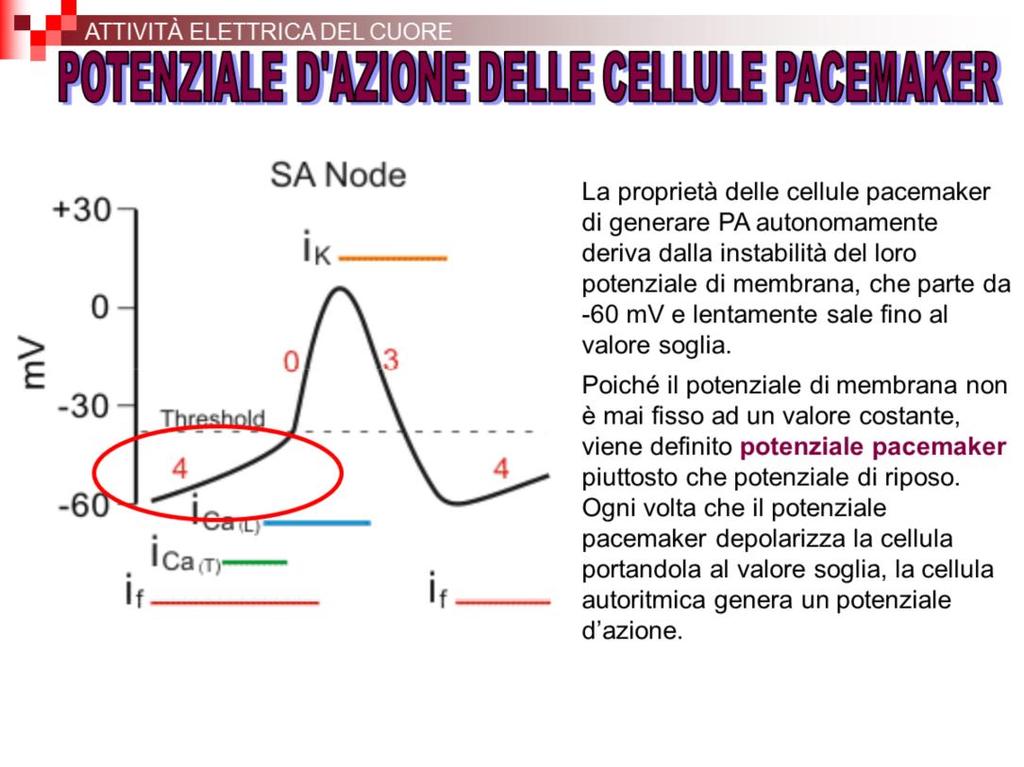 La fase ascendente è molto più lenta, la ripolarizzazione precoce è assente, anche il plateau non è presente.