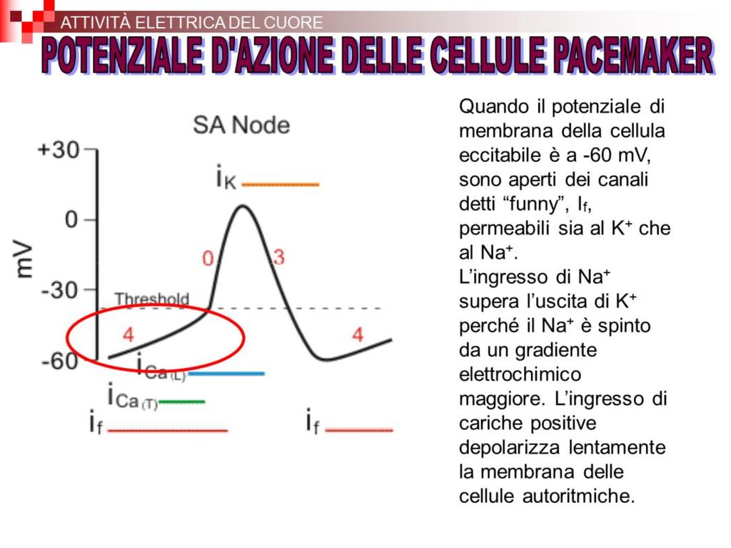 A cosa è dovuta l instabilità del potenziale di membrana? Le cellule autoritmiche possiedono canali diversi rispetto a quelli presenti negli altri tessuti eccitabili.