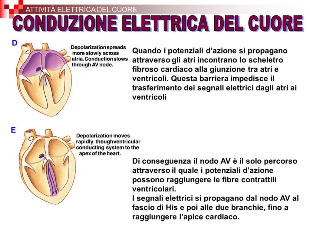 Le fibre del Purkinje trasmettono gli impulsi molto rapidamente, con velocità fino a 4 m/s, così che tutte le cellule contrattili dell apice si contraggono quasi contemporaneamente.