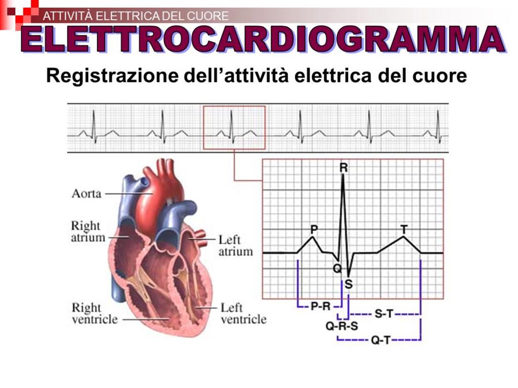 L elettrocardiogramma è la registrazione dell attività elettrica del cuore ottenuta con un metodo non invasivo.