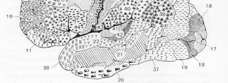 Esecuzione dei movimenti volontari 1. Identificazione dell obbiettivo del movimento (e.g. riconoscimento di un bicchiere d acqua e della sua posizione nello spazio 3D). 2.