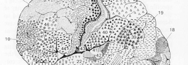 Corteccia posteriore parietale Mette in relazione la posizione di uno stimolo con la posizione del corpo e dei suoi