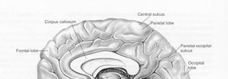 emisferi. 11/45 Le convoluzioni cerebrali.