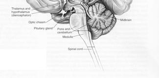 Gyri e sulci. Alcuni solchi sono elementi di contrassegno.