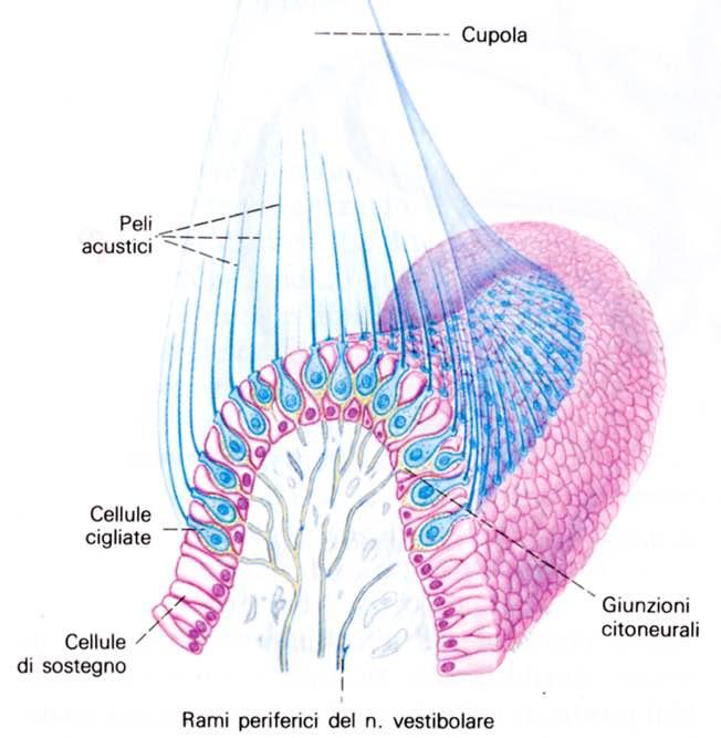 Immagine tratta da: Anatomia Umana, Balboni C.G et al.
