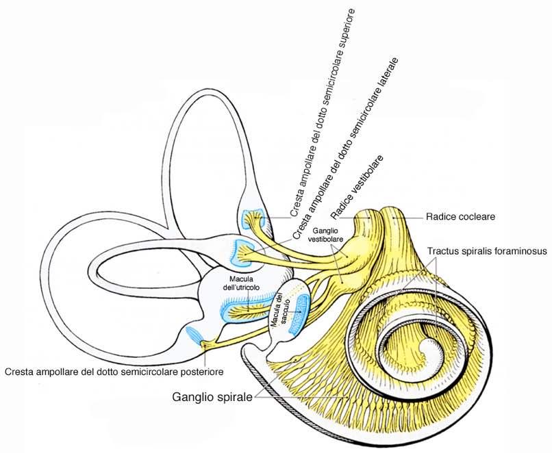Immagine tratta da: Anatomia Umana-Atlante tascabile-neuroanatomia e