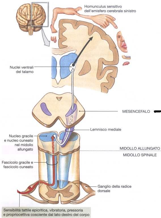 Immagine tratta da: Anatomia Umana,