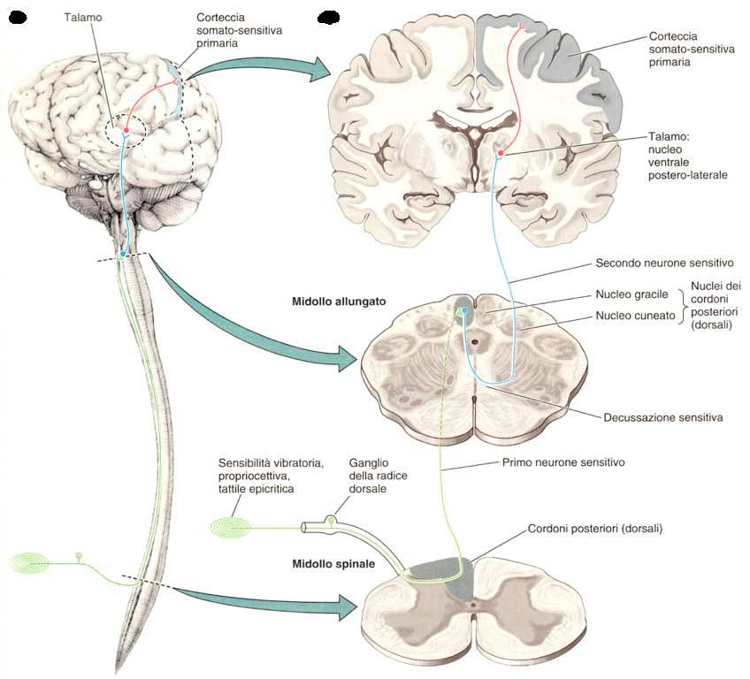 Immagine tratta da: Neiroanatomia