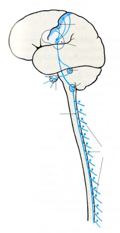 Immagine tratta da: Anatomia Umana-Atlante tascabile-neuroanatomia e Organi di Senso, Kahle e Frotscher, Casa Editrice Ambrosiana, II Edizione Ganglio trigeminale