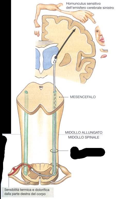 Immagine tratta da: Anatomia Umana, Martini, Timmons,