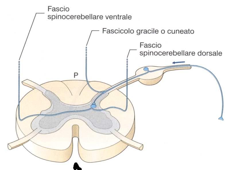 Afferenze propriocettive Figura tratta da: Trattato