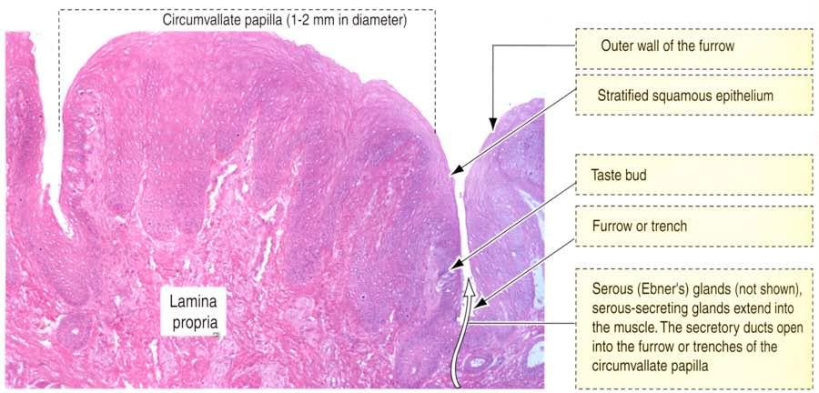 Papilla circumvallata Immagine tratta da: Hystology