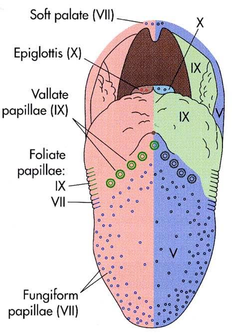 Immagine tratta da: The Human Brain, J.