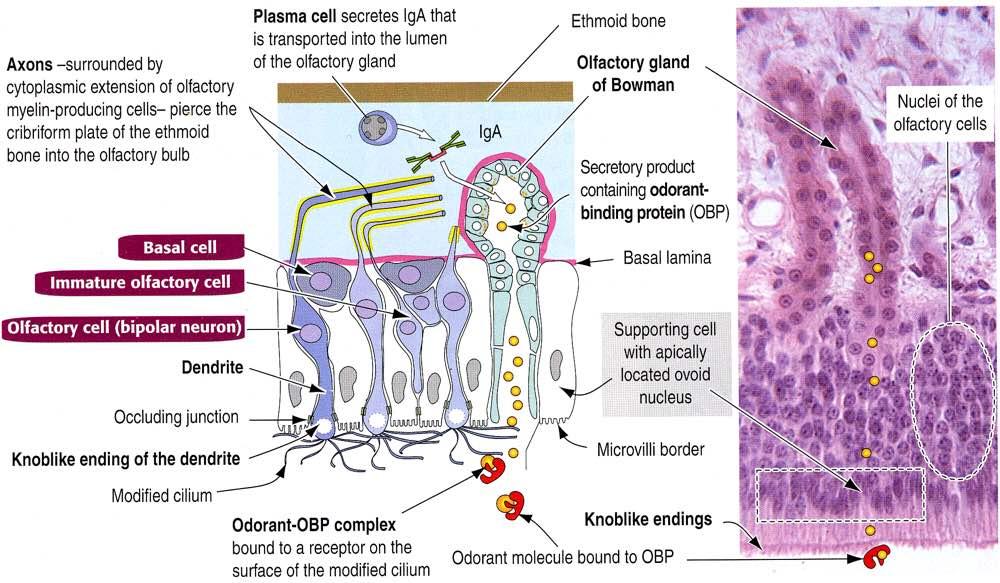 Immagine tratta da: Hystology and Cell