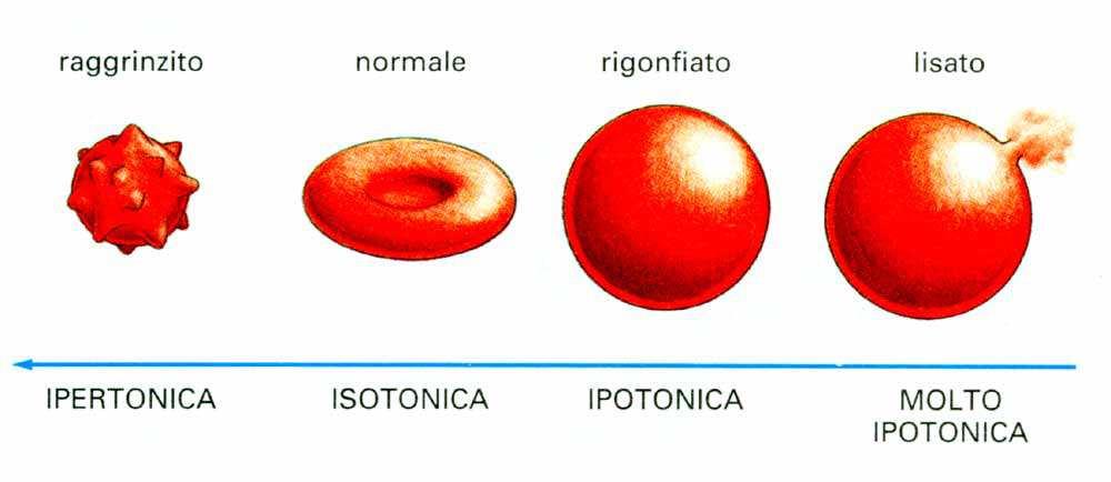 Effetti della pressione osmotica su globuli rossi: immerse