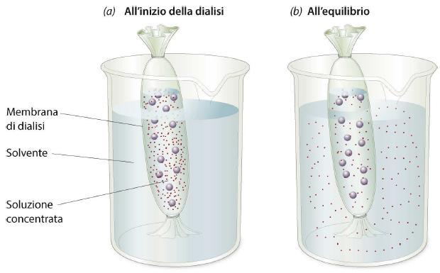 Dialisi La dialisi ha la funzione di allontanare i composti di piccole dimensioni da quelli di grandi dimensioni.