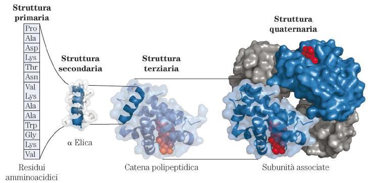 STRUTTURE PROTEICHE Ad una sequenza di amminoacidi corrisponde una struttura. Ad una struttura corrisponde una funzione.