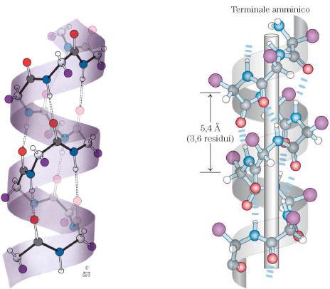 e ψ possono assumere valori da -180 a +180 e sono valori che possono differire da quelli precedenti o successivi in un peptide.