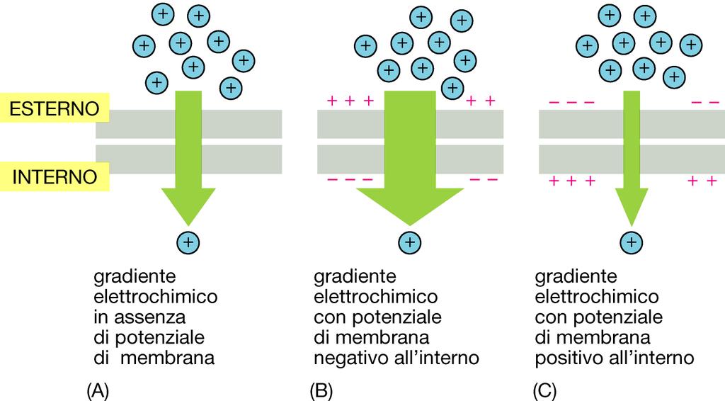 Trasporti attraverso le membrane: Gradiente elettrochimico 21/10/18 Diffusione e osmosi 23 Trasporti attraverso le membrane: Schema dei sistemi di trasporto Sistemi di trasporto di membrana Trasporto