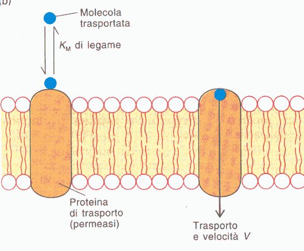 cinetiche 1)Velocità