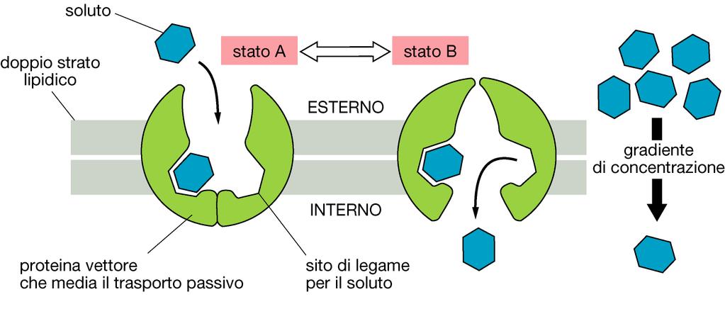 Diffusione facilitata Modelli di funzionamento dei