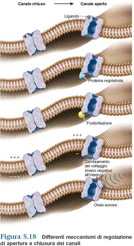 Come funzionano i canali (ionici)?